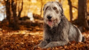 The Majestic Irish Wolfhound: 10 Facts That Show There’s More to This Breed 1 The Majestic Irish Wolfhound: 10 Facts That Show There’s More to This Breed - irish wolfhound ss1534143029