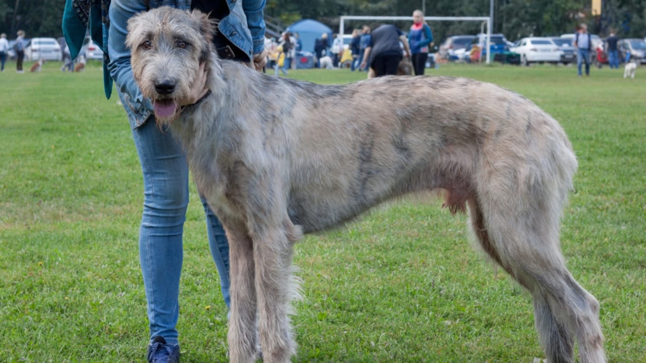 The Majestic Irish Wolfhound: 10 Facts That Show There’s More to This Breed 5 The Majestic Irish Wolfhound: 10 Facts That Show There’s More to This Breed - irish wolfhound with owner ss1177939507