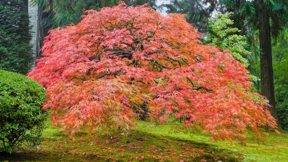 Small, Drought-Tolerant Trees: 15 Non-Invasive Picks for Your Yard - japanese maple dp32927979