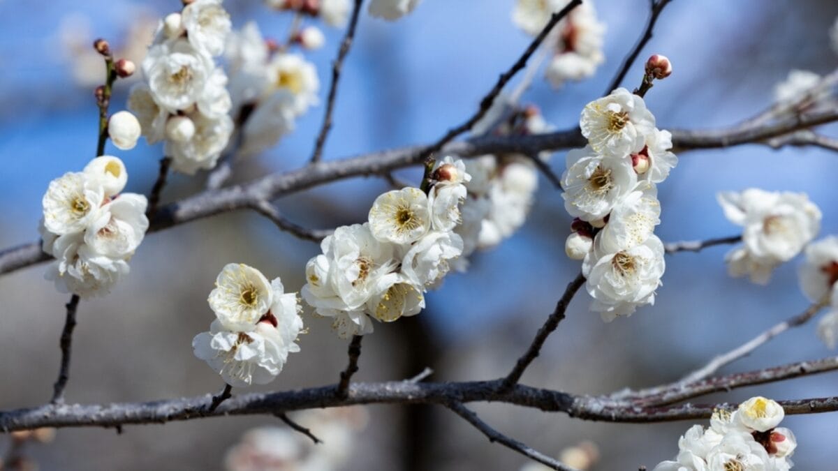 15 Pink Flowering Trees to Add a Splash of Color to Your Garden 15 15 Pink Flowering Trees to Add a Splash of Color to Your Garden - japanese apricot flower ss2434133679