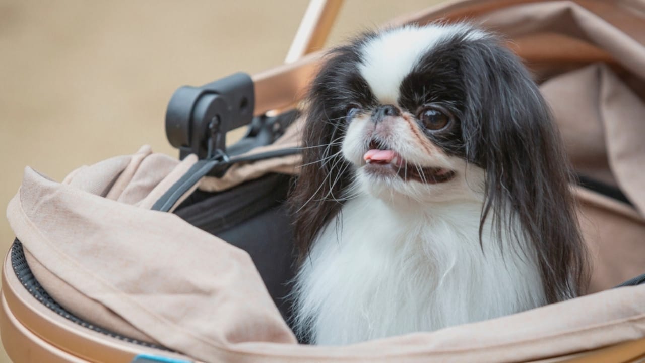 10 Unique Traits That Make the Japanese Chin Irresistible - japanese chin dog in stroller ss2523956089