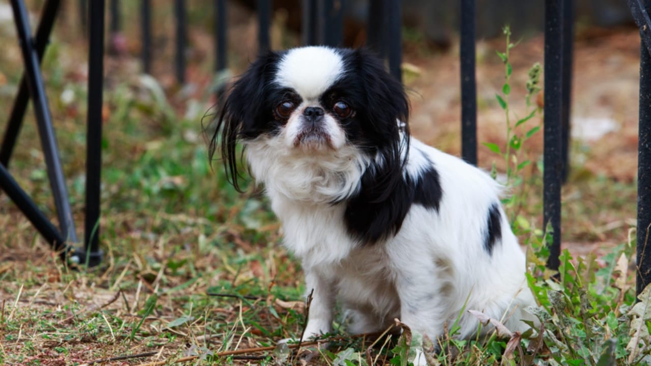 16 Calm Dog Breeds That Will Steal Your Heart, Not Your Peace 14 16 Calm Dog Breeds That Will Steal Your Heart, Not Your Peace - japanese chin dog sitting ss1552430675