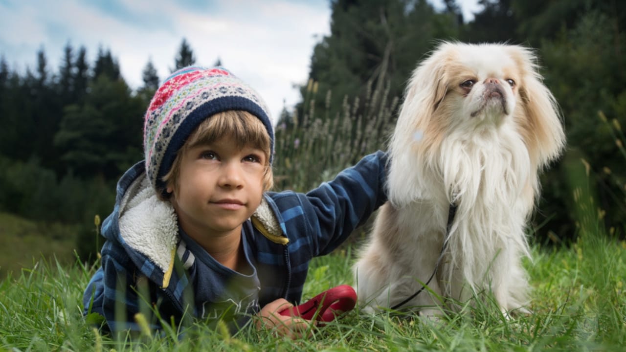 10 Unique Traits That Make the Japanese Chin Irresistible - japanese chin dog with owner ss318425339
