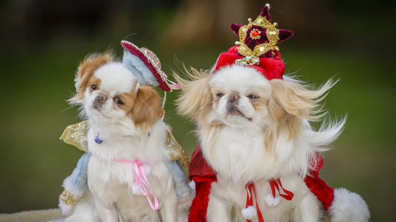 10 Unique Traits That Make the Japanese Chin Irresistible - japanese chin with costume ss391389805