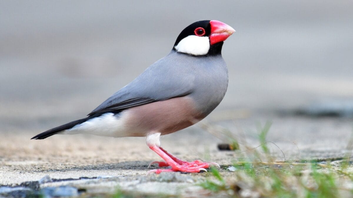 The Most Colorful & Beautiful Types of Finches 11 The Most Colorful & Beautiful Types of Finches - java sparrow ss743974279