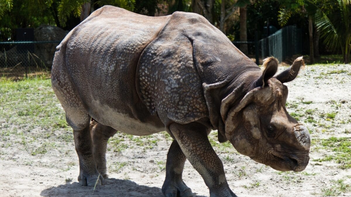 15 Rare Animal Species You’ll Rarely See as They Face Extinction in the Wild - javan rhinoceros dp50998077