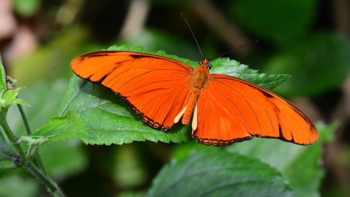 23 Dazzling Photos of the Most Colorful Butterflies on Earth 17 23 Dazzling Photos of the Most Colorful Butterflies on Earth - julia butterfly dp95526384