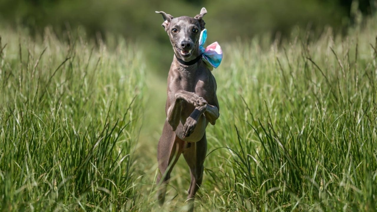Love Yorkies? Meet 13 Breeds With Similar Charm & Smarts - jump italian greyhound ss2400463111