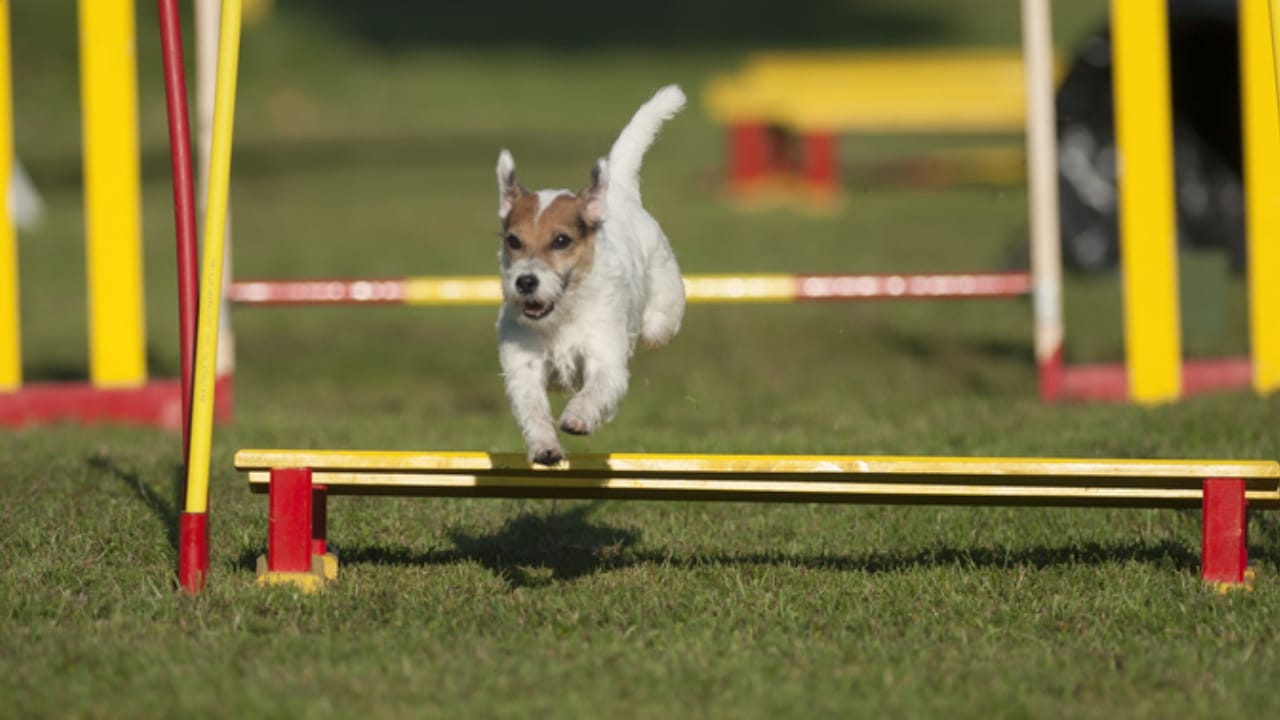 10 Steps to a Well-Mannered Parson Russell Terrier 11 10 Steps to a Well-Mannered Parson Russell Terrier - jumping parson russell terrier ss518526322