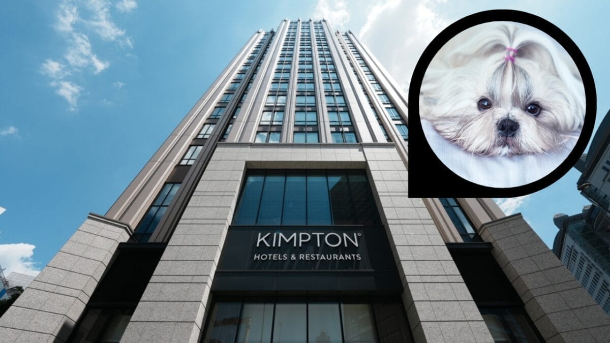 15 Hotels in the U.S. Redefining Pet-Friendly Stays 2 15 Hotels in the U.S. Redefining Pet-Friendly Stays - kimpton hotel ss2162518431 dp86296694