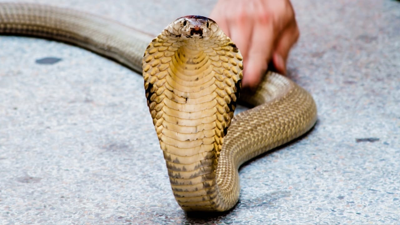 9 Animals Too Dangerous to Be Pets—But People Have Tried Anyway 5 9 Animals Too Dangerous to Be Pets—But People Have Tried Anyway - king cobra snake ss130151069