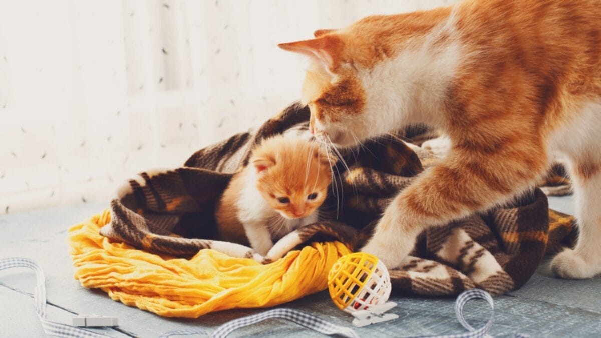 Double Trouble or Twice the Love? Deciding between One Cat or Two 3 Double Trouble or Twice the Love? Deciding between One Cat or Two - kitten and mother cat dp110523636