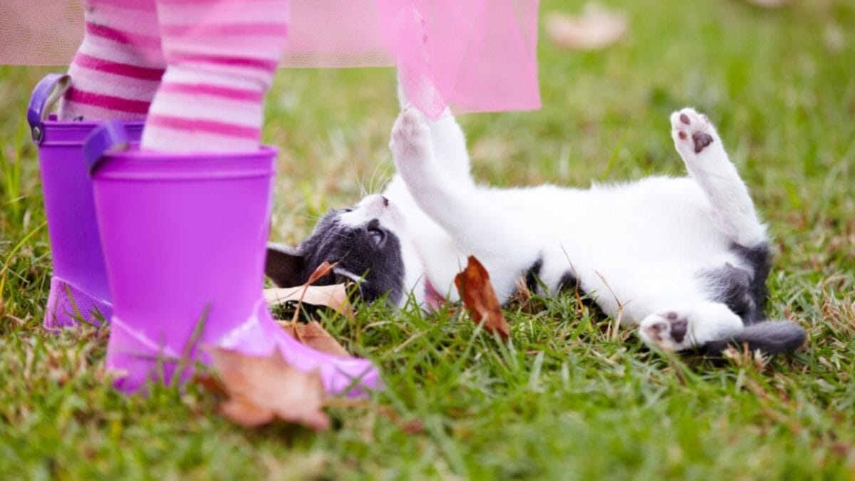 10 Odd Cat Behaviors That Happen When Living with Dogs 4 10 Odd Cat Behaviors That Happen When Living with Dogs - kitten playing with kid ss2381318911