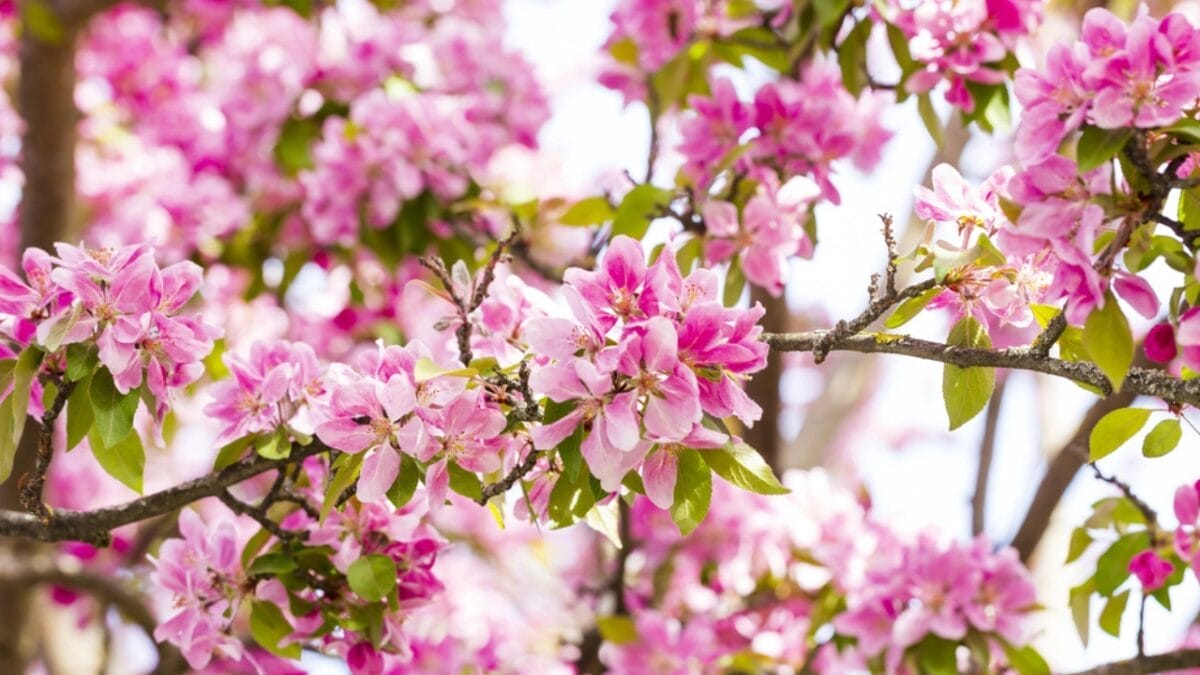 15 Pink Flowering Trees to Add a Splash of Color to Your Garden - kwanzan cherry flower dp202645900