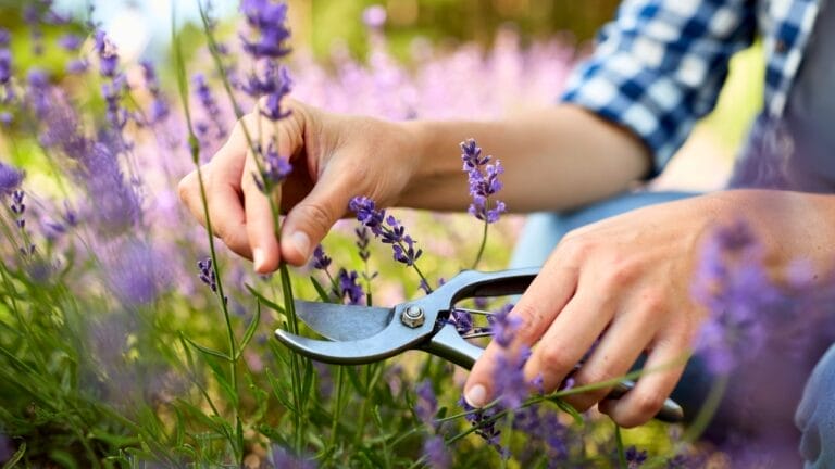 Avoid These 15 Plants When Growing Lavender in Your Garden 8 Avoid These 15 Plants When Growing Lavender in Your Garden - lavender plant garden dp410465018