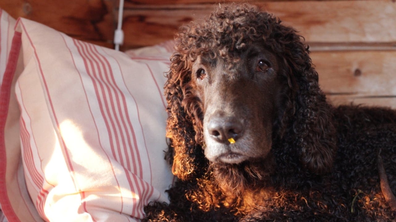 10 Reasons the Irish Water Spaniel is a Hidden Gem Among Dog Breeds 7 10 Reasons the Irish Water Spaniel is a Hidden Gem Among Dog Breeds - laying in bed irish water spaniel ss1525596662
