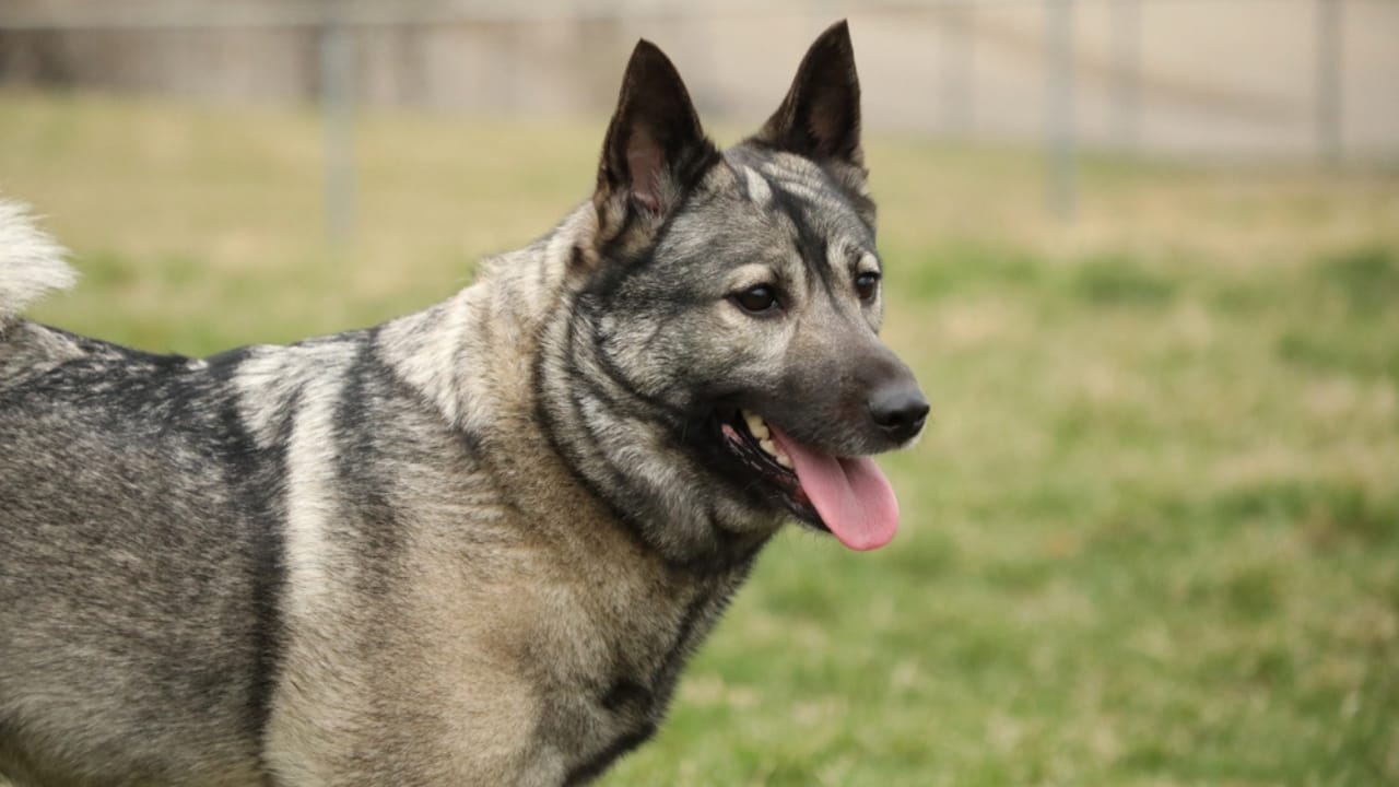 19 Dogs That Shed So Much, You’ll Need a Second Vacuum 19 19 Dogs That Shed So Much, You’ll Need a Second Vacuum - legacy norwegian elkhound ss1074459095