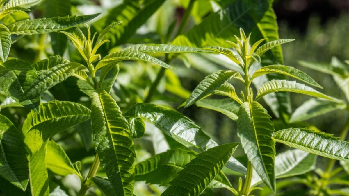 15 Plants Perfect for Starting Your Homegrown Tea Garden - lemon verbena dp182998756