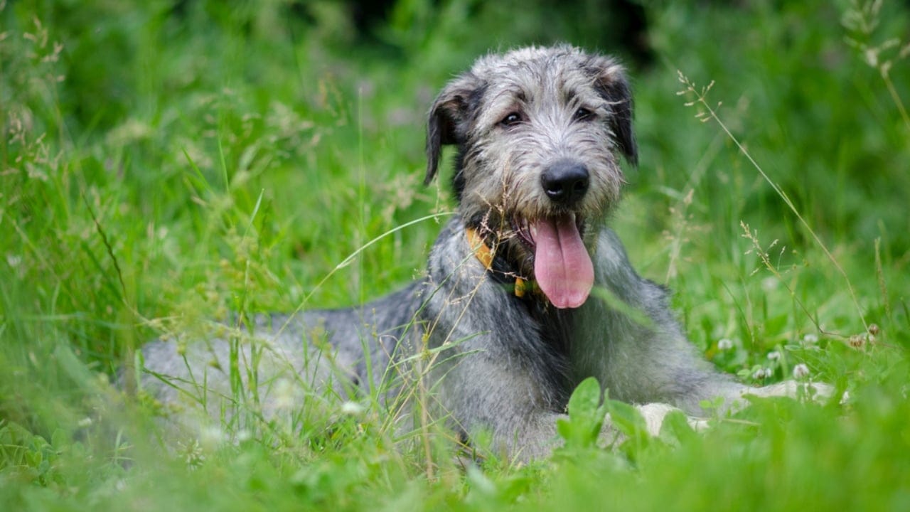 The Majestic Irish Wolfhound: 10 Facts That Show There’s More to This Breed 4 The Majestic Irish Wolfhound: 10 Facts That Show There’s More to This Breed - lifespan irish wolfhound ss149954642