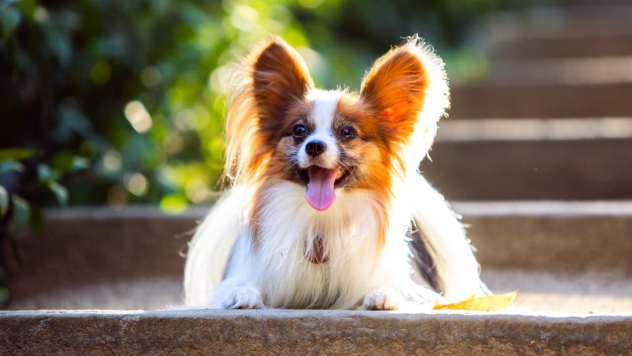 10 Papillon Dog Facts Every Pet Lover Should Know 10 10 Papillon Dog Facts Every Pet Lover Should Know - lifespan papillon dog ss2350266977