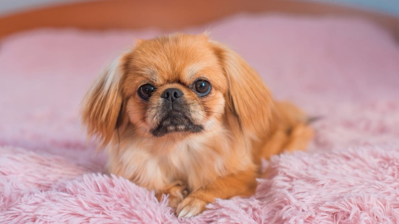 10 Reasons the Pekingese Deserves Its Royal Reputation - lifespan pekingese ss2388365009