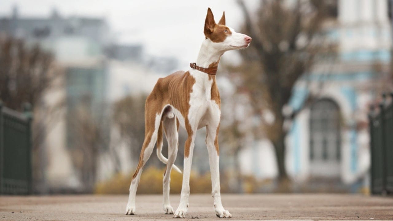 10 Reasons the Ibizan Hound is the Coolest Dog You've Never Heard Of - lifestyle of ibizan hound ss765400258