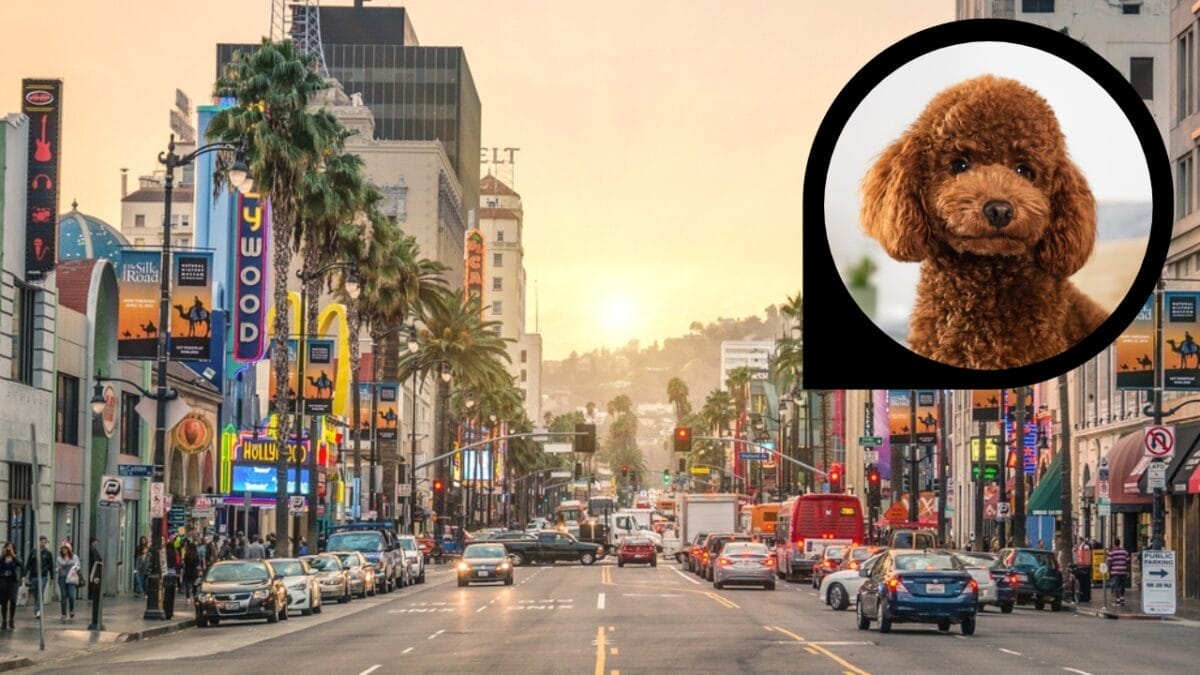 15 American Cities With the Cutest Dogs 10 15 American Cities With the Cutest Dogs - los angeles california ss186048416 dp541346218