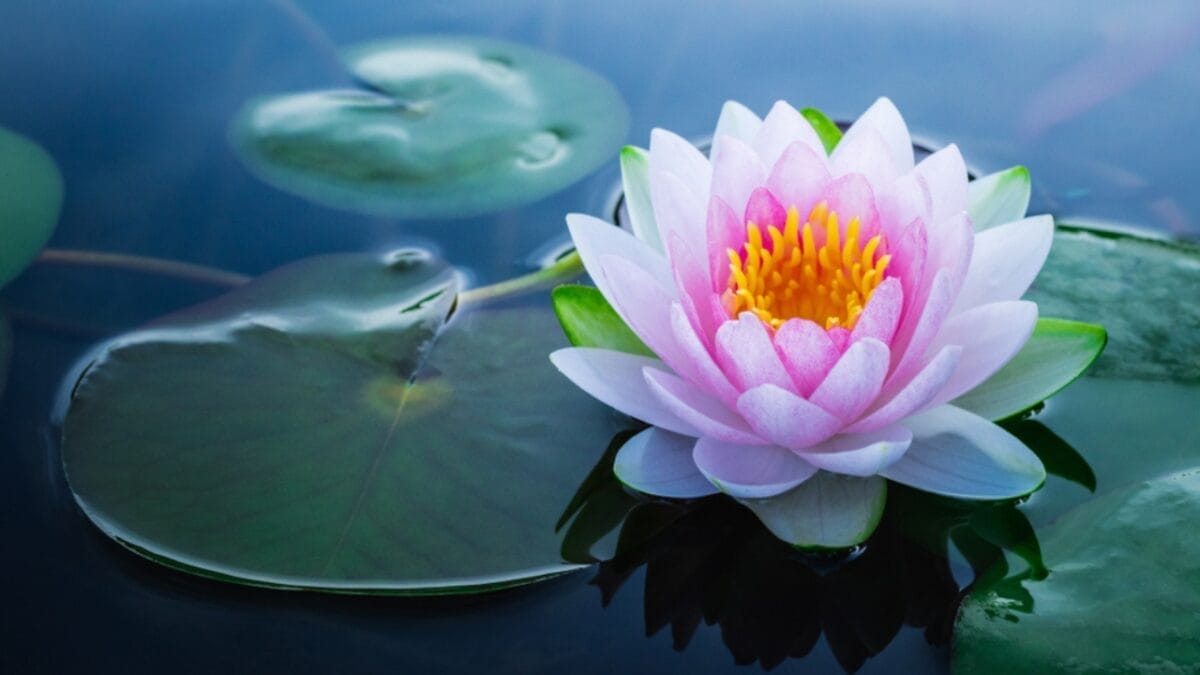 Lessons From the Lotus: The Meaning & Symbolism Behind These Flowers - lotus flower leaf river ss1006750006