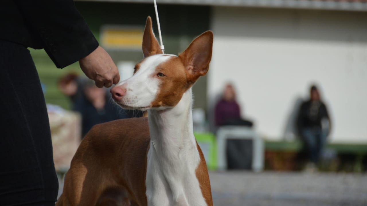 10 Reasons the Ibizan Hound is the Coolest Dog You've Never Heard Of - loyal ibizan hound ss1827948311