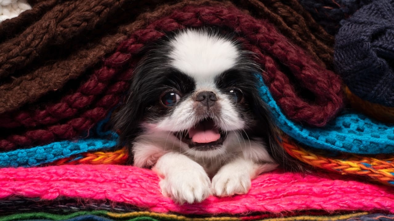 10 Unique Traits That Make the Japanese Chin Irresistible - lying in bed japanese chin dog ss1814196815