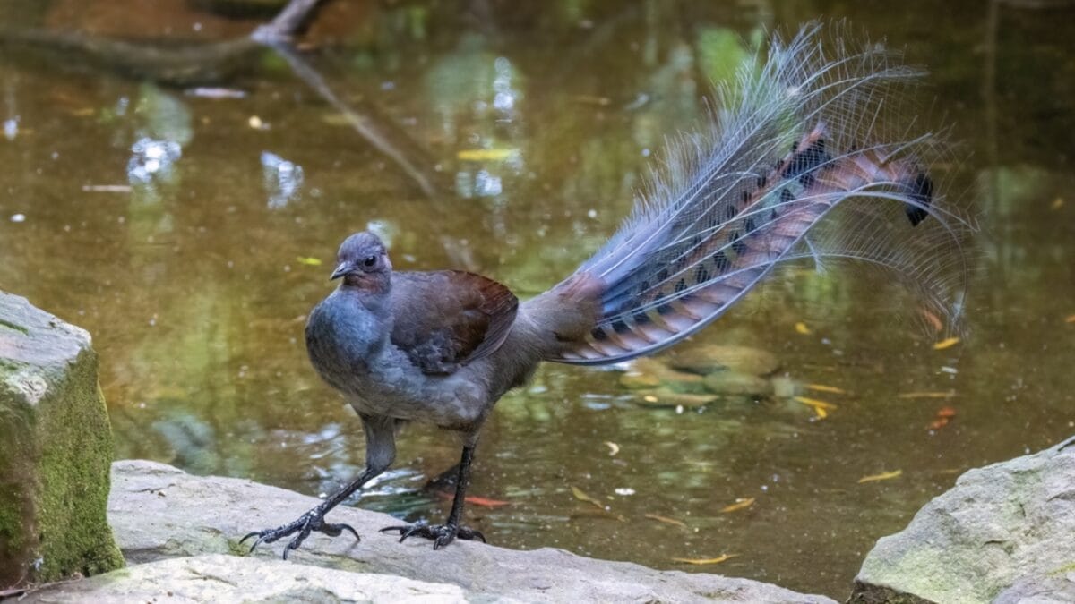15 Bird Facts That Will Make Us All Birders in the U.S. 13 15 Bird Facts That Will Make Us All Birders in the U.S. - lyrebird dp673067808