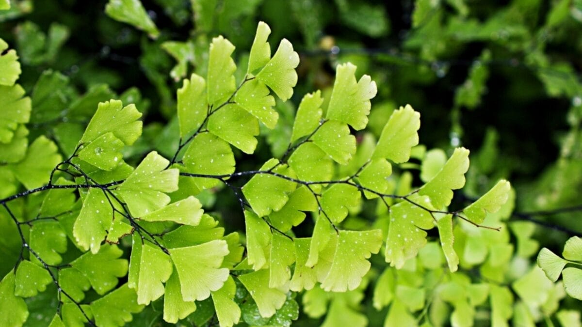 18 Plants That Flourish in Humid Bathrooms 18 18 Plants That Flourish in Humid Bathrooms - maidenhair fern ss2276749549