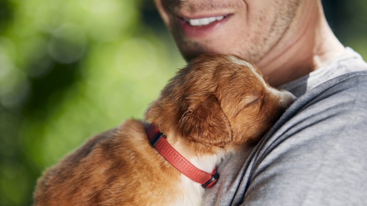 Spinone Italiano Owners Share 10 Underrated Benefits of the Breed 8 Spinone Italiano Owners Share 10 Underrated Benefits of the Breed - man holding spinone italiano dog ss2021540417