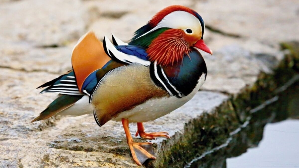 12 of the Most Beautiful Animals in the World 9 12 of the Most Beautiful Animals in the World - mandarin duck ss752240866