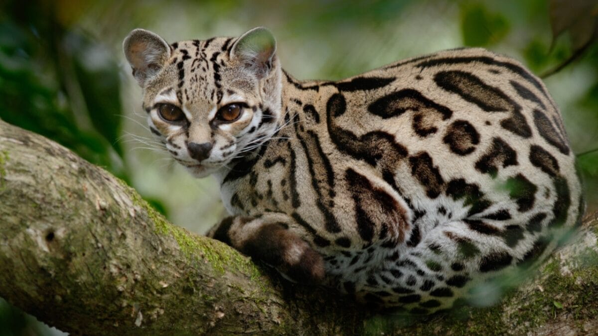 10 Majestic Wild Cats You've Never Heard of (But Will Never Forget) 8 10 Majestic Wild Cats You've Never Heard of (But Will Never Forget) - margay cat dp102969388