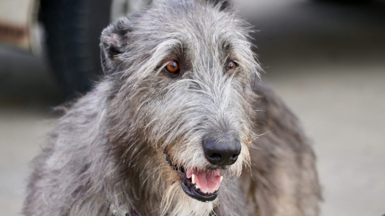 The Majestic Irish Wolfhound: 10 Facts That Show There’s More to This Breed 10 The Majestic Irish Wolfhound: 10 Facts That Show There’s More to This Breed - maturity irish wolfhound ss2296304801