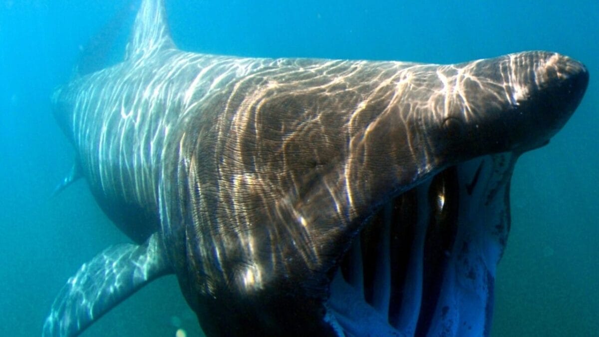 19 Real Sharks That Look Like They Belong in Science Fiction 10 19 Real Sharks That Look Like They Belong in Science Fiction - megamouth shark ss2394990507