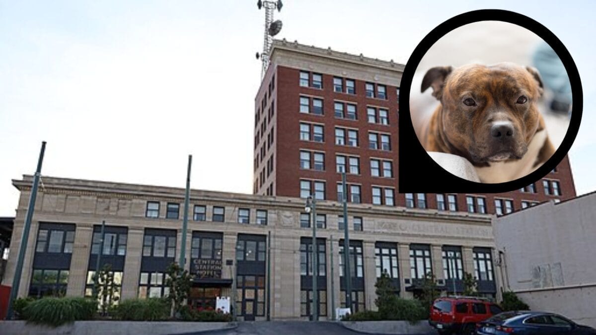 15 Hotels in the U.S. Redefining Pet-Friendly Stays 12 15 Hotels in the U.S. Redefining Pet-Friendly Stays - memphis central station wc dp150743242