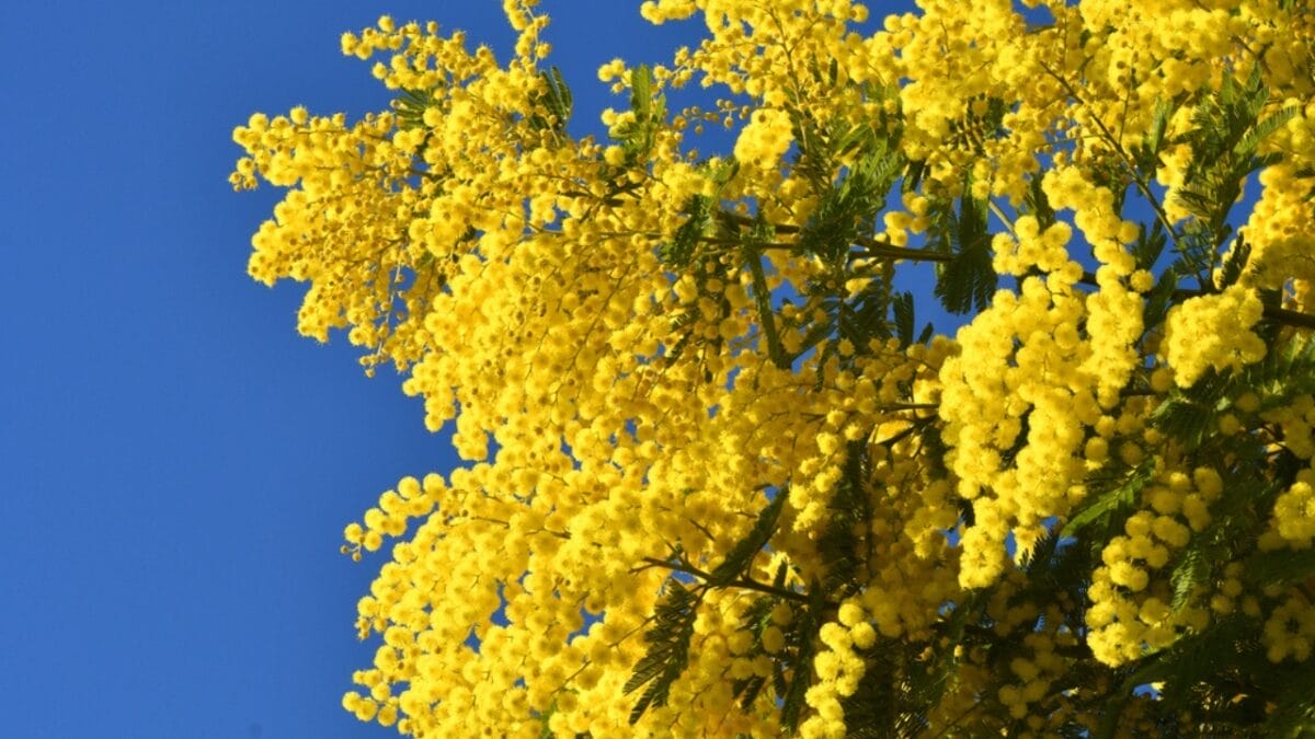 15 Pink Flowering Trees to Add a Splash of Color to Your Garden - mimosa tree dp642649702