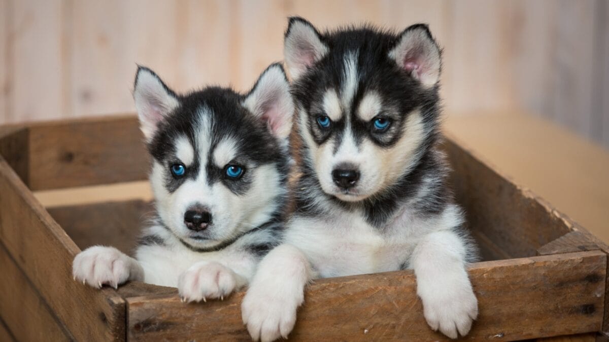 Alaskan Klee Kai: 8 Traits of the Mini Husky with ’70s Roots - miniature huskies dp564977108