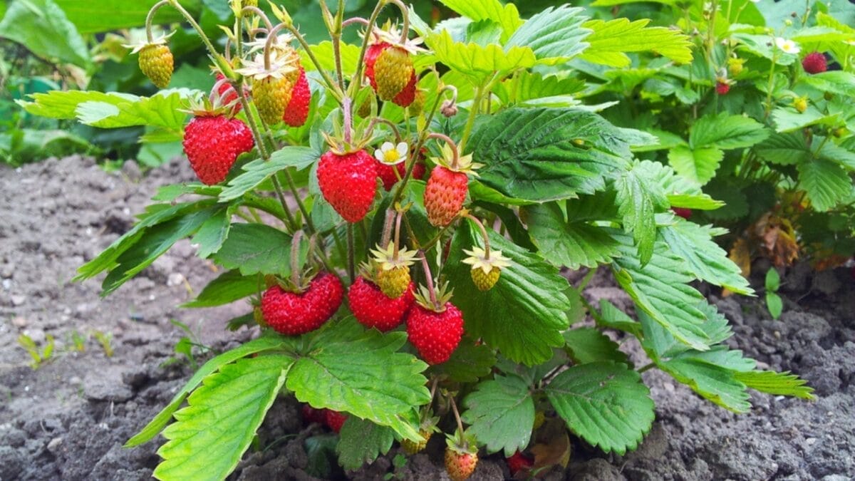 Your Leftover Coffee Grounds are Perfect for These 18 Acid-Loving Plants 16 Your Leftover Coffee Grounds are Perfect for These 18 Acid-Loving Plants - mix strawberry plant dp11637521