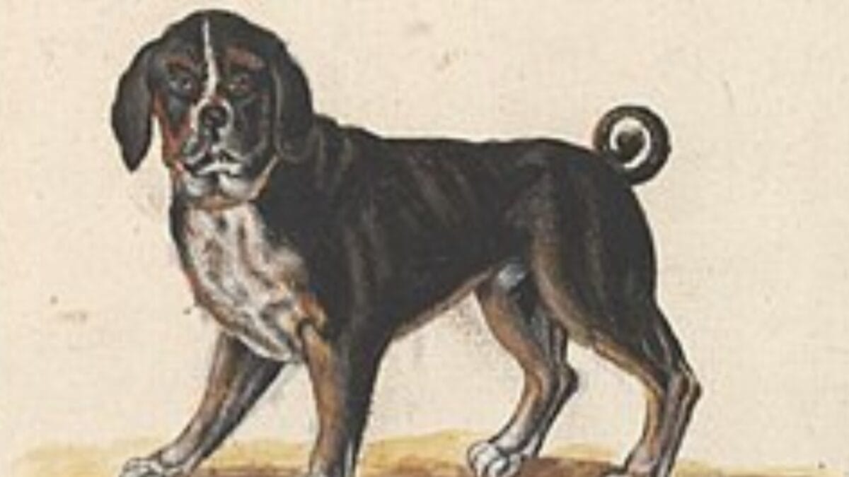 9 Dog Breeds That Once Roamed Earth But Now Are No Longer With Us 4 9 Dog Breeds That Once Roamed Earth But Now Are No Longer With Us - molossus dog wc