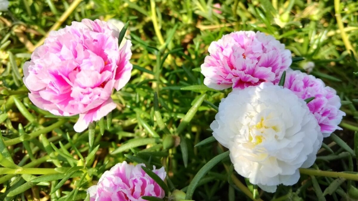 16 Native Plants That Beat the Heat & Drought 18 16 Native Plants That Beat the Heat & Drought - mose rose ss2461512951