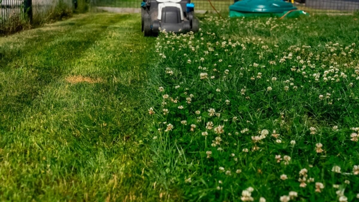 Forget Grass: 5 Reasons Micro Clover Lawns are the New Standard 6 Forget Grass: 5 Reasons Micro Clover Lawns are the New Standard - mower in garden ss2480986199