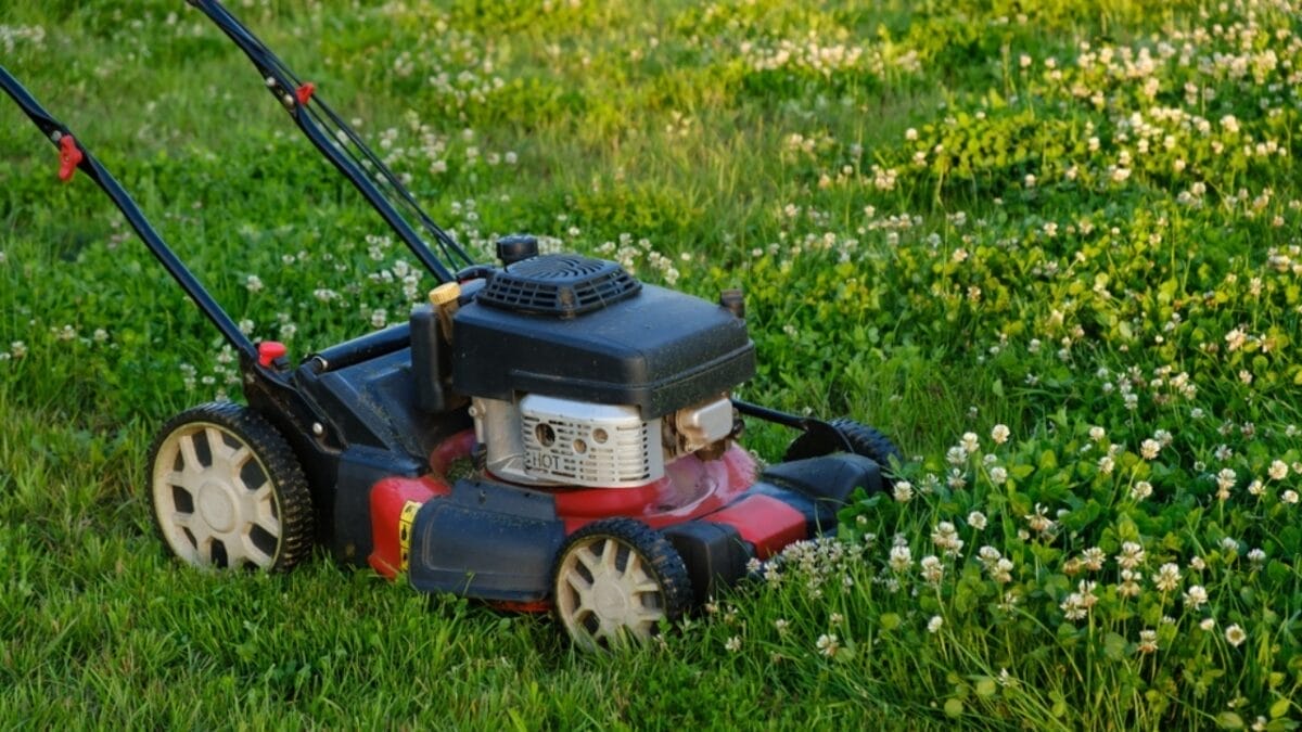 Think Twice Before Mowing Over Dead Grass Patches— Here's Why 4 Think Twice Before Mowing Over Dead Grass Patches— Here's Why - mowing clover lawn ss2451473131