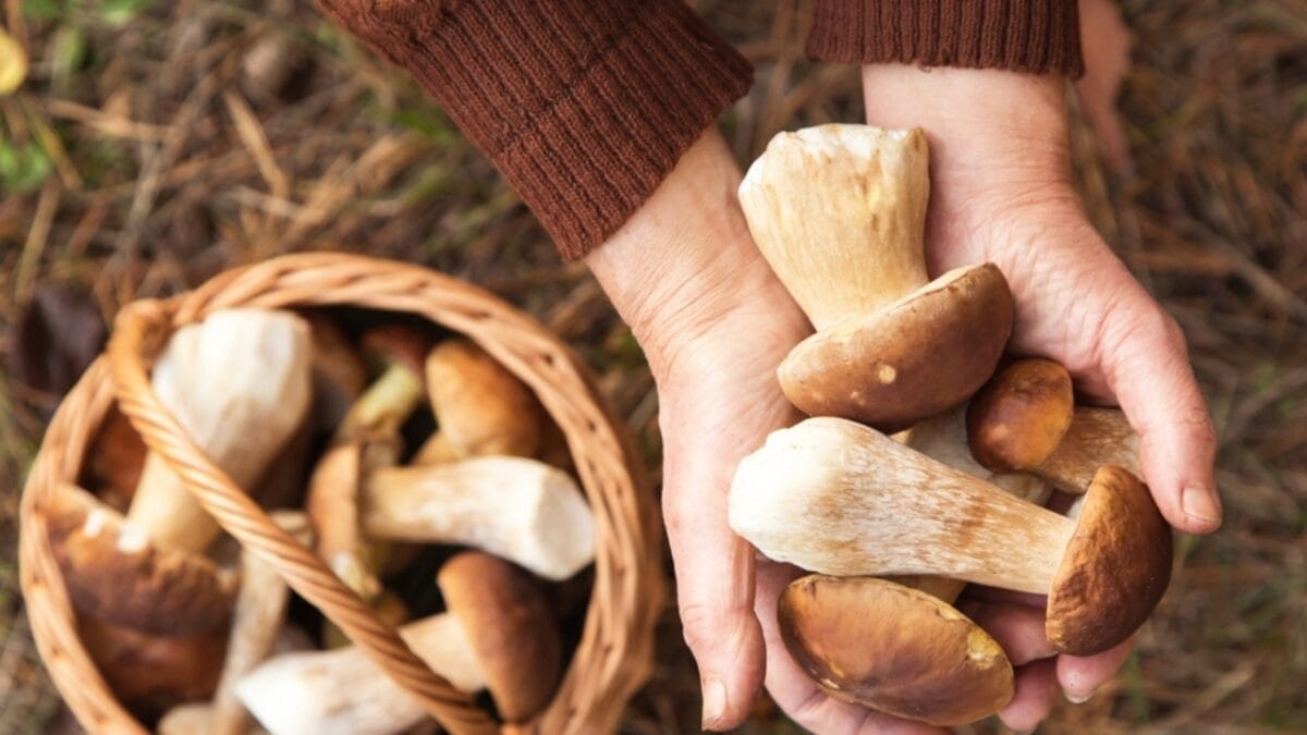 Eat Your Way to Optimal Health with These 17 Superfoods - mushroom ss2212847629