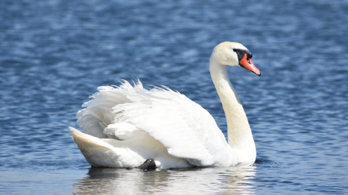 15 Dangerous Birds in North America You Don't Want to Mess With 14 15 Dangerous Birds in North America You Don't Want to Mess With - mute swan dp346656166