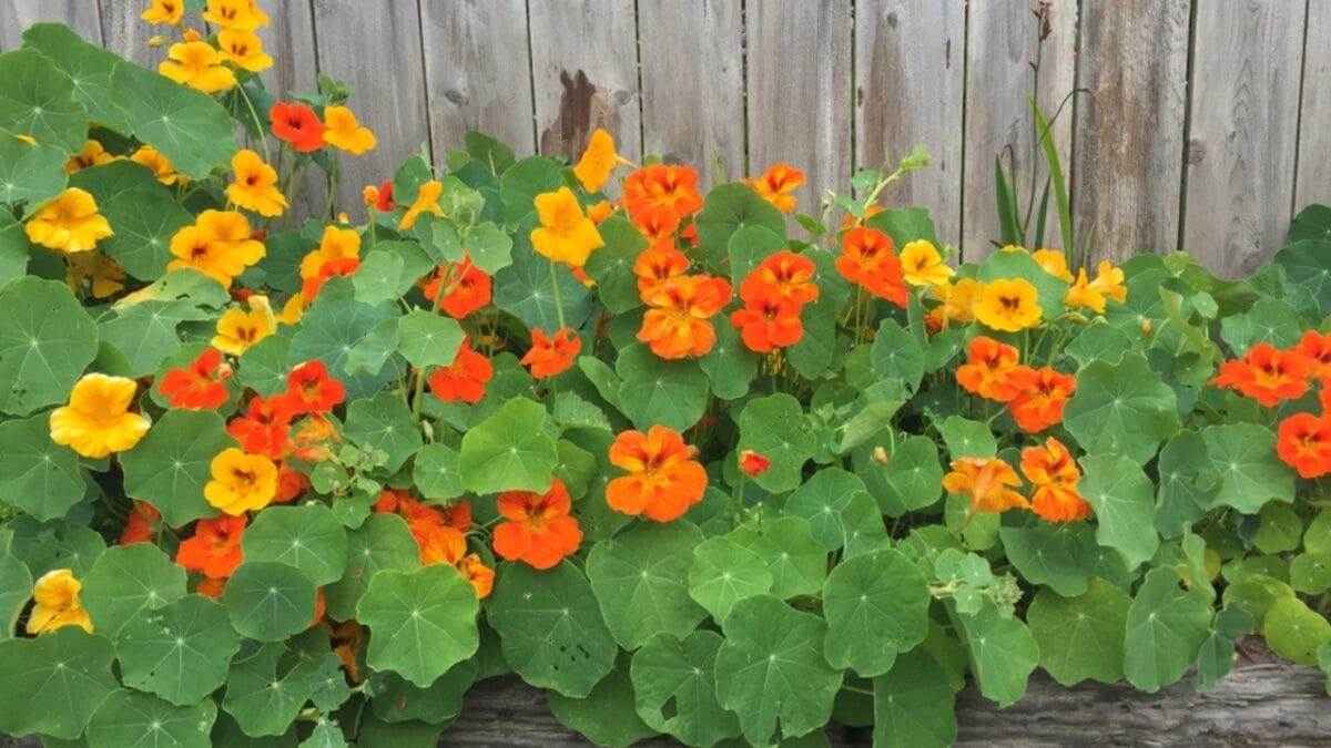 15 Flowering Vines That Beat the Weeds Every Time 15 15 Flowering Vines That Beat the Weeds Every Time - nasturtium plant ss1622528995