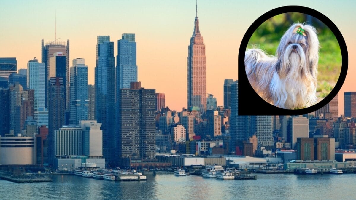 15 American Cities With the Cutest Dogs 11 15 American Cities With the Cutest Dogs - new york city ss2465055995 dp61823397