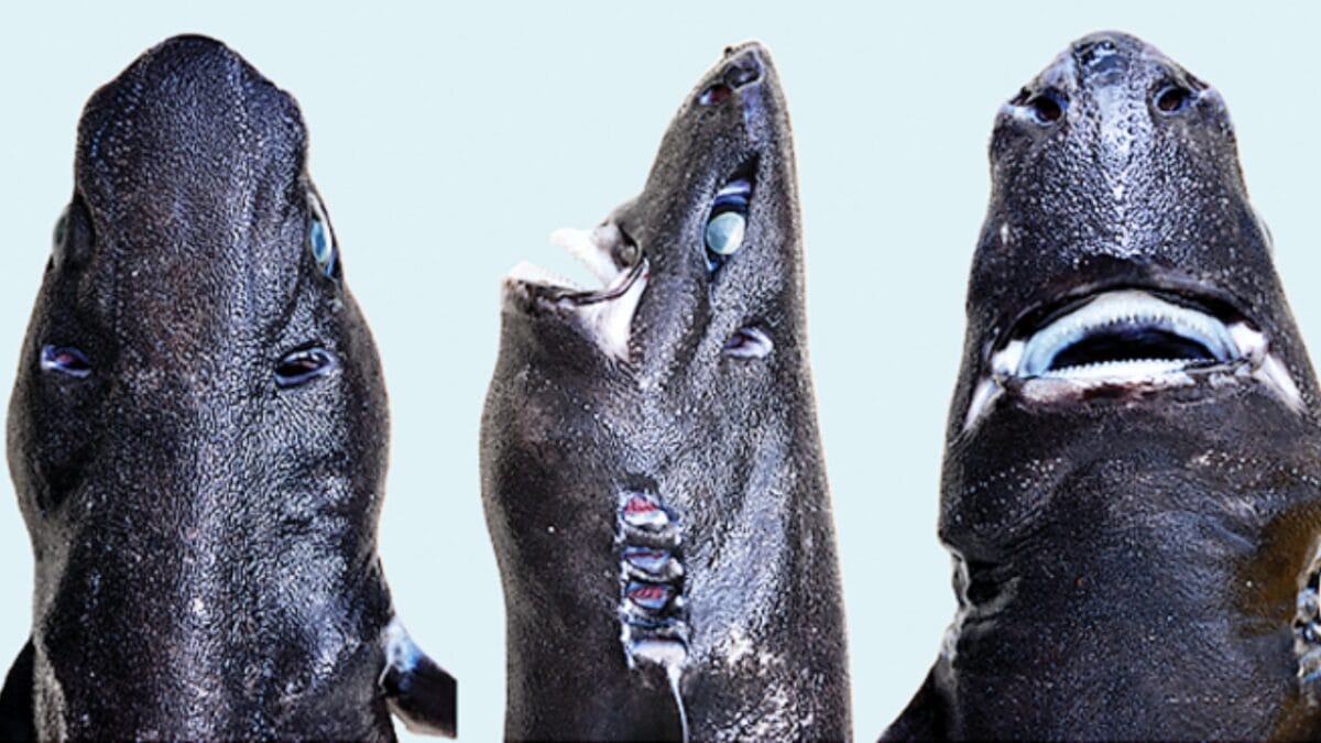 19 Real Sharks That Look Like They Belong in Science Fiction 12 19 Real Sharks That Look Like They Belong in Science Fiction - ninja lanternshark wc